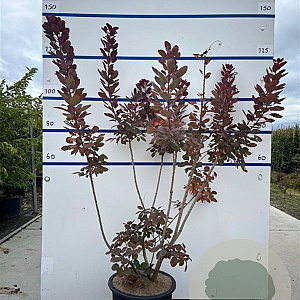 Cotinus cog. 'Royal Purple' 100-125 cm 20L