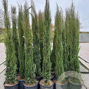 Cupressus sempervirens 175-200 cm container Multistam
