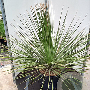 Dasylirion serratifolium 80-100 cm 35L