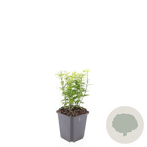 Euonymus fort. 'Emerald 'n' Gold' GM P9