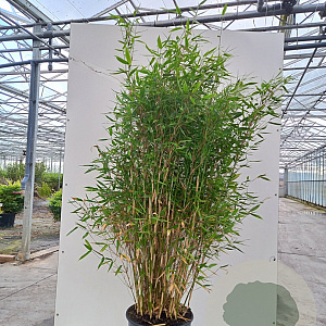 Fargesia mur. 'Sunshine' 100-125 cm 20L