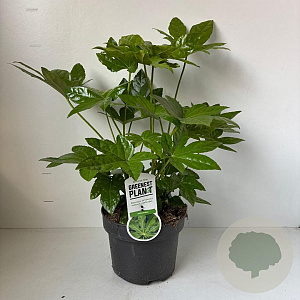 Fatsia japonica 40-50 cm 5,0L