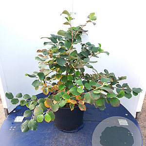 Fothergilla major 50-60 cm 20L
