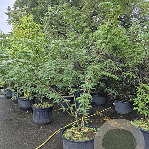 Gleditsia triacanthos 'Skyline' 200-250 cm container meerstammig najaarspotting