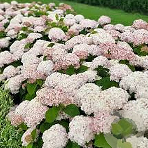 Hydrangea a. Candybelle Marshmallow 80-100 cm 20L