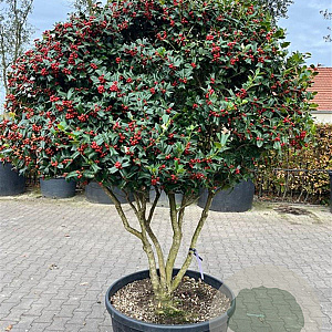 Ilex cornuta GM container meerstammig solitair