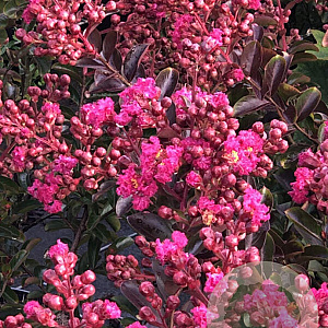 Lagerstroemia i. Fuchsia d' Été 175-200 cm cont. 110L