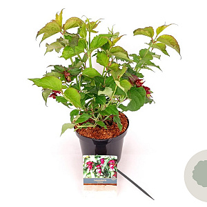 Leycesteria formosa 30-40 cm 3,0L