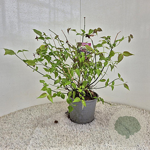 Leycesteria formosa 30-40 cm 3,0L