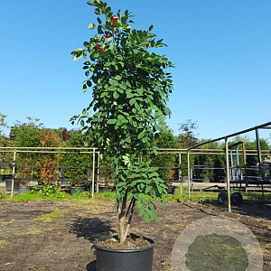 Maackia amurensis 100-125 cm 20L