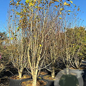 Magnolia kobus 300-350 cm container meerstammig solitair