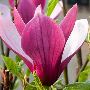 Magnolia 'Oriental Night' 100-125 cm 20L