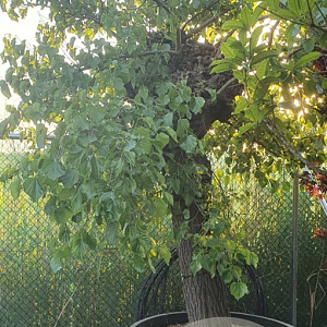 Morus alba 140 cm stam container 80-100 bol