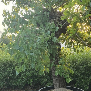 Morus alba 140 cm stam container 80-100 bol