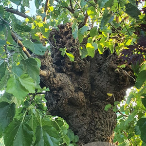 Morus alba 140 cm stam container 80-100 bol