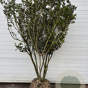 Osmanthus heterophyllus 175-200 cm cont. 240L meerstammig