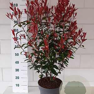 Photinia fraseri Carré Rouge 70-90 cm 10L