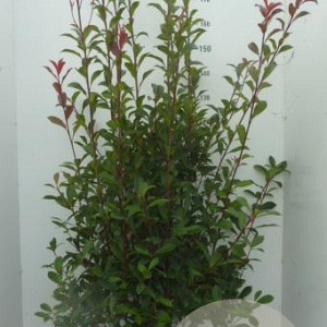 Photinia fraseri Carré Rouge 150-175 cm 20L