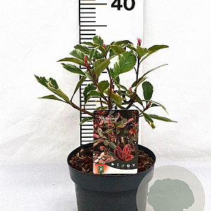Photinia fraseri Louise 40-50 cm 3,0L