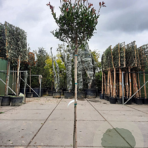 Photinia fraseri 'Robusta Compacta' 140 cm stam container bol 50-60