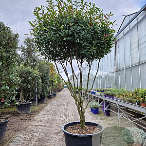 Photinia fraseri 'Robusta Compacta' 200-250 cm container 80 stam