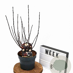 Physocarpus opulif. Panther 30-40 cm 3,0L