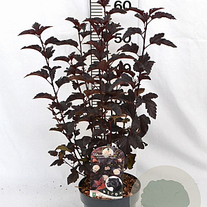 Physocarpus opulif. Panther 30-40 cm 3,0L