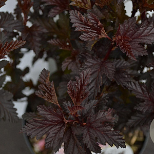 Physocarpus opulif. Panther 30-40 cm 3,0L