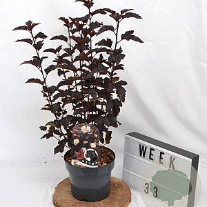 Physocarpus opulif. Panther 30-40 cm 3,0L