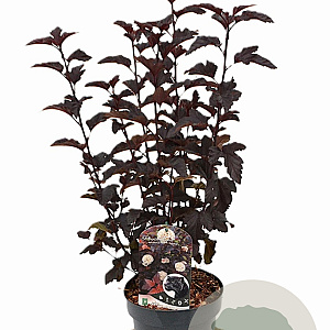 Physocarpus opulif. Panther 30-40 cm 3,0L