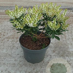 Pieris jap. 'Debutante' GM C3