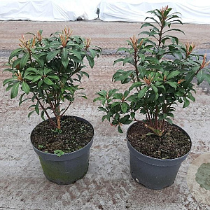 Pieris jap. 'Mountain Fire' GM C3