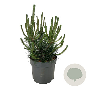 Pinus mugo uncinata 40-50 cm P26