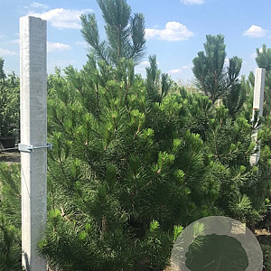 Pinus nigra 'Nana' 90-100 cm cont. 110L