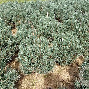 Pinus sylv. 'Watereri' 50-60 cm met kluit