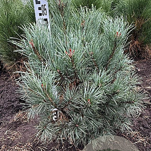 Pinus sylv. 'Watereri' 50-60 cm met kluit