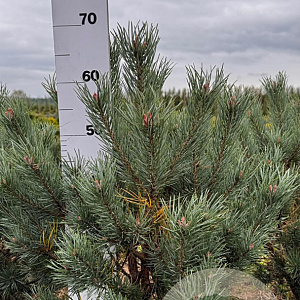 Pinus sylv. 'Watereri' 50-60 cm met kluit