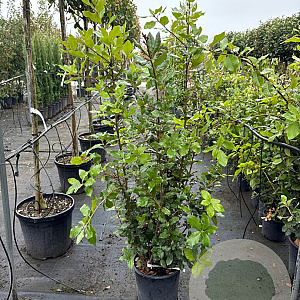 Quercus ilex 100-125 cm 10L