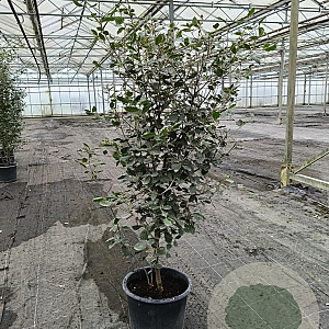 Quercus ilex 100-125 cm 20L