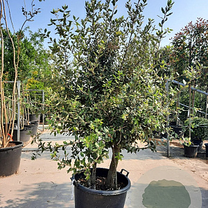 Quercus ilex 175-200 cm container piramide