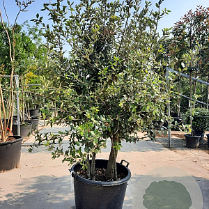 Quercus ilex 175-200 cm container piramide
