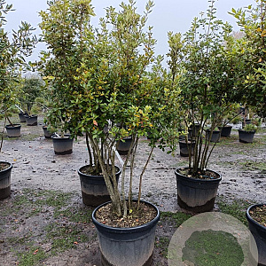 Quercus ilex 175-200 cm container piramide