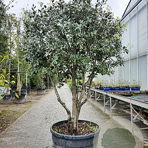Quercus ilex 175-200 cm container piramide