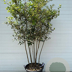 Quercus ilex 150-200 cm container meerstammig