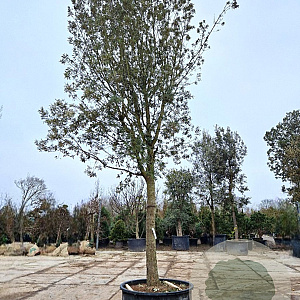 Quercus ilex 180 cm stam container 50-60