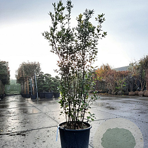 Quercus ilex 175-200 cm container meerstammig
