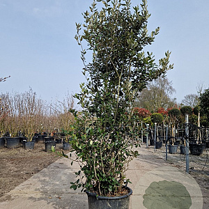 Quercus ilex 175-200 cm 35L