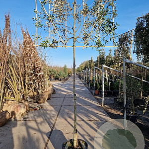 Quercus ilex 180 cm stam container 20-25 lei 150x120