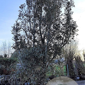 Quercus ilex 550-600 cm container solitair