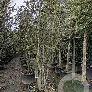 Quercus ilex 200-250 cm container 80 stam